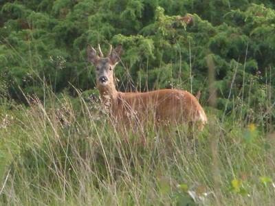 wandelen in drenthe