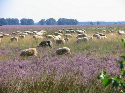 fietsen in drenthe